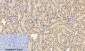 NFκB-p105/p50 Polyclonal Antibody
